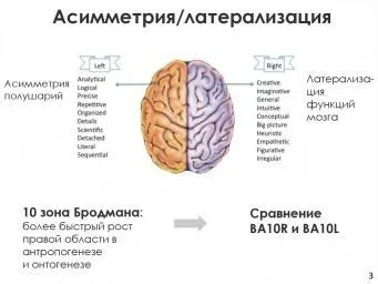 Доклад по теме Функциональная асимметрия полушарий головного мозга